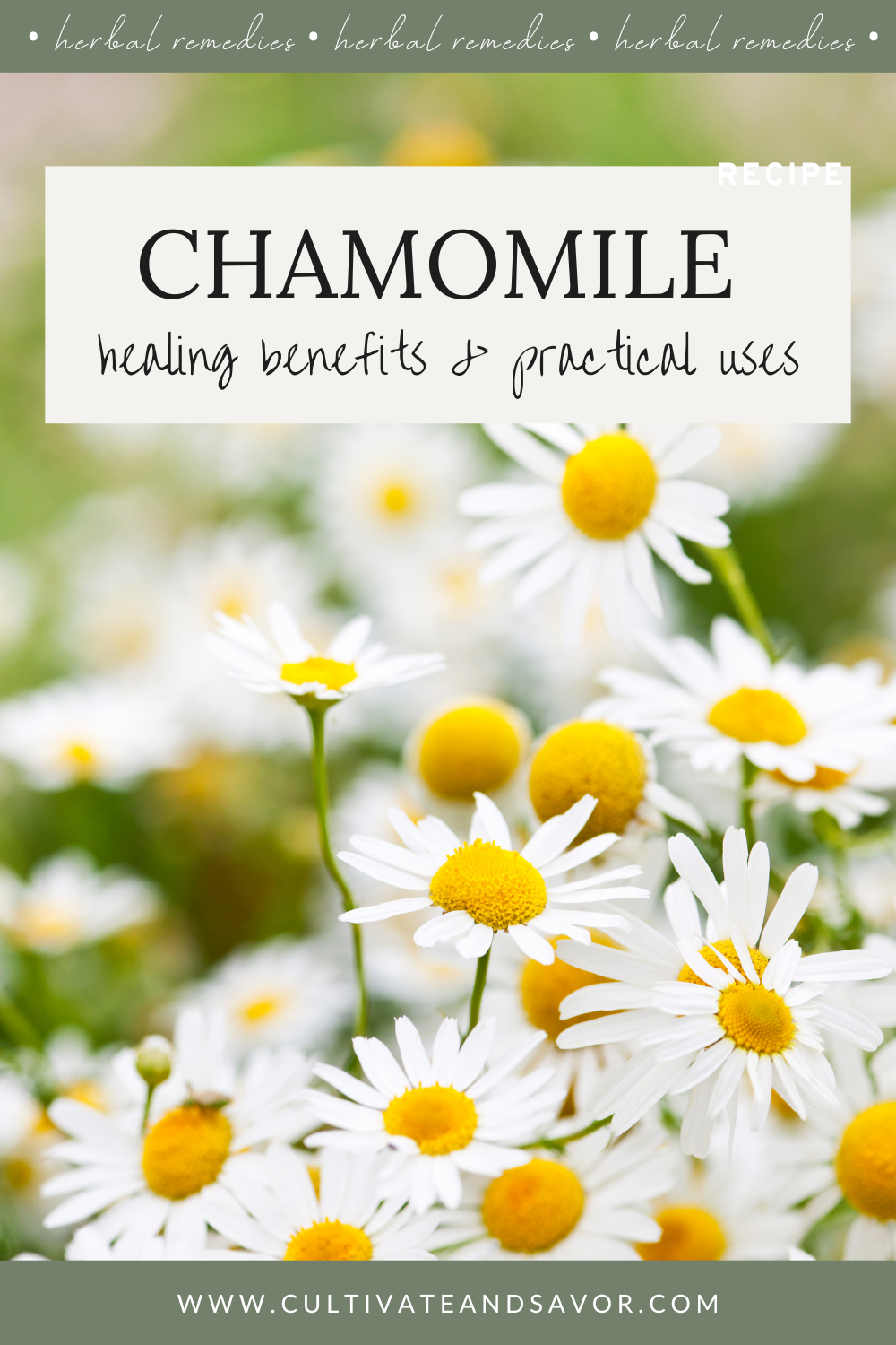 Herbal Remedies: Chamomile Benefits & Practical Uses - Cultivate & Savor